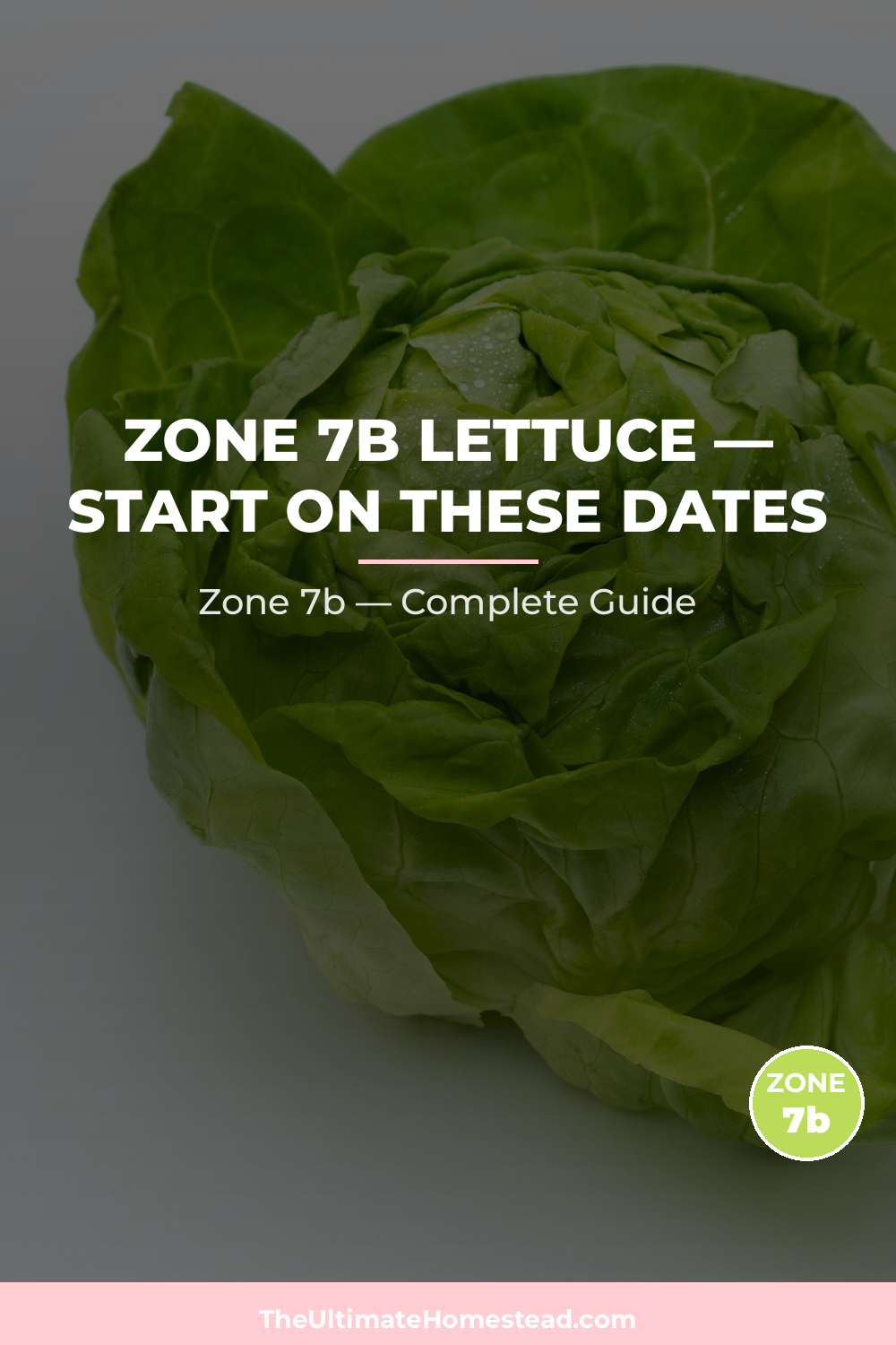 When to Plant Lettuce in Zone 7b