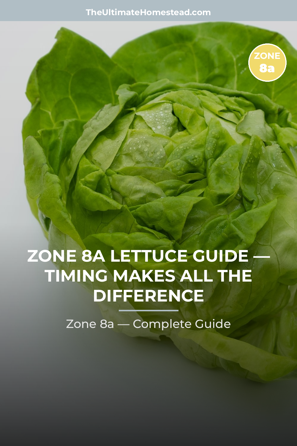 When to Plant Lettuce in Zone 8a