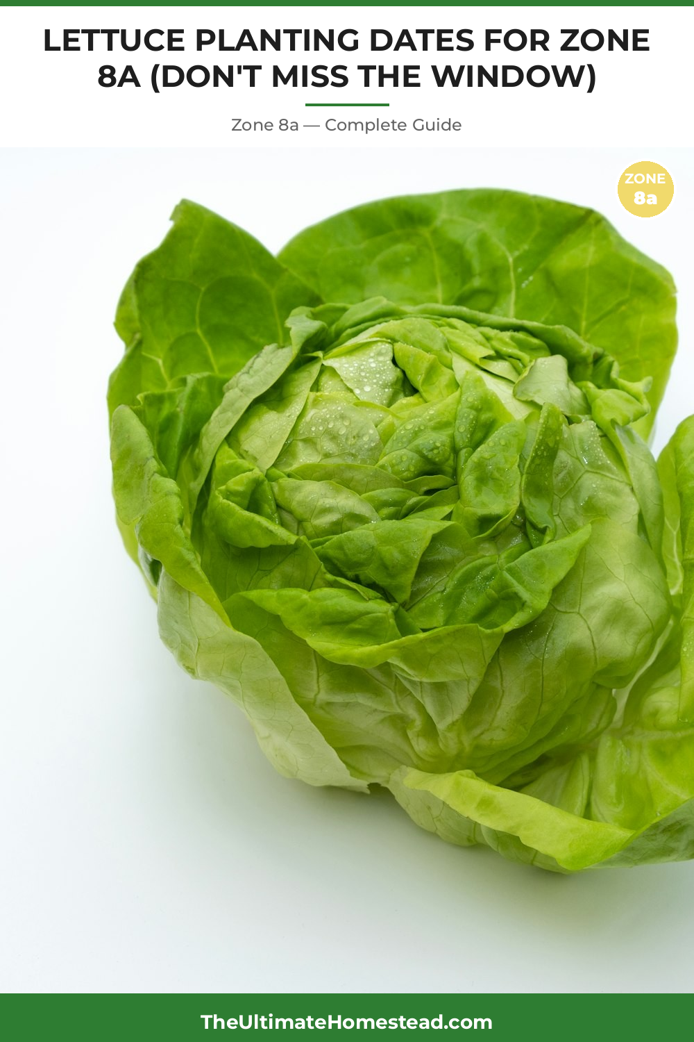When to Plant Lettuce in Zone 8a