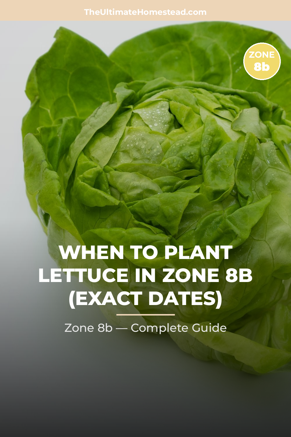 When to Plant Lettuce in Zone 8b