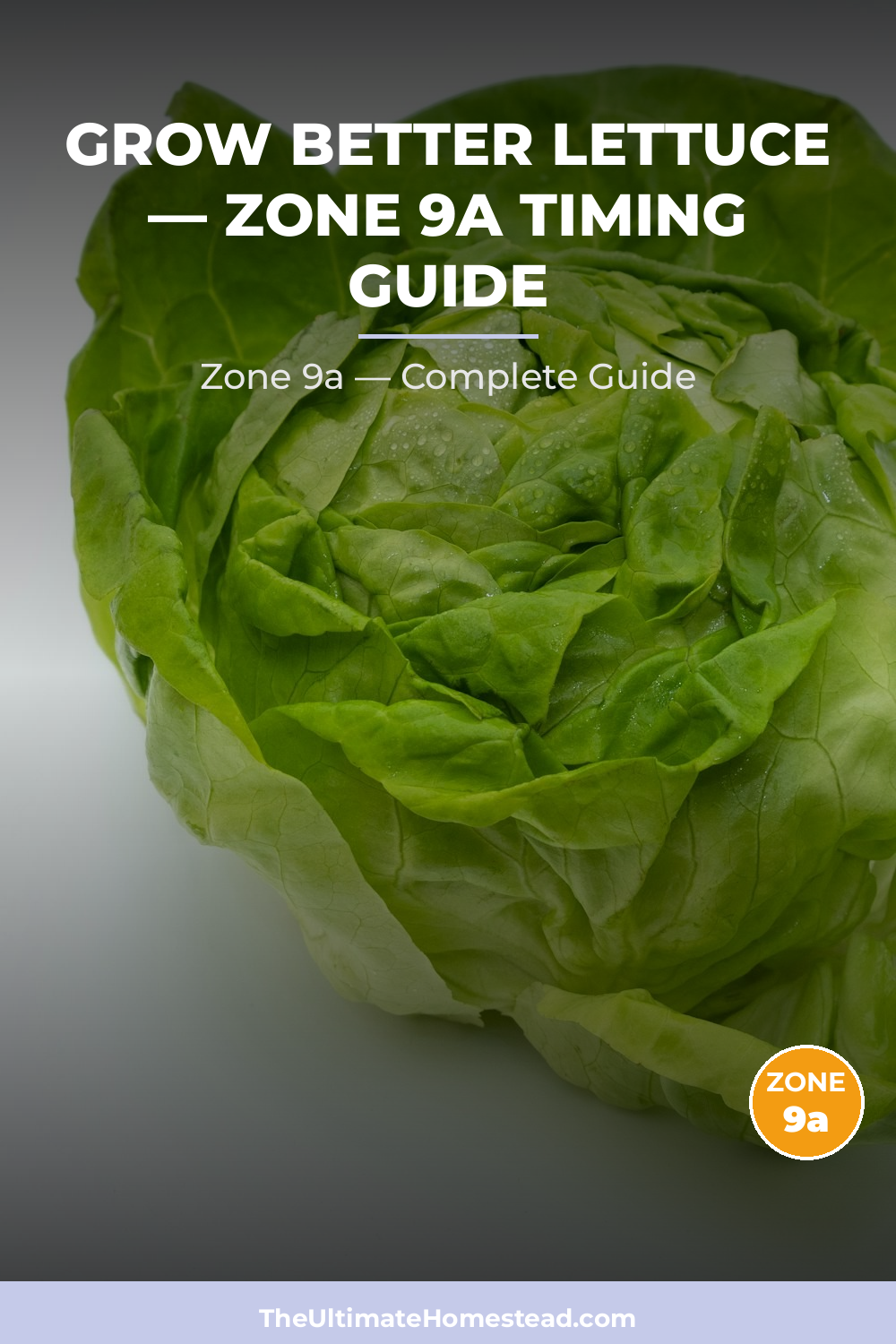 When to Plant Lettuce in Zone 9a