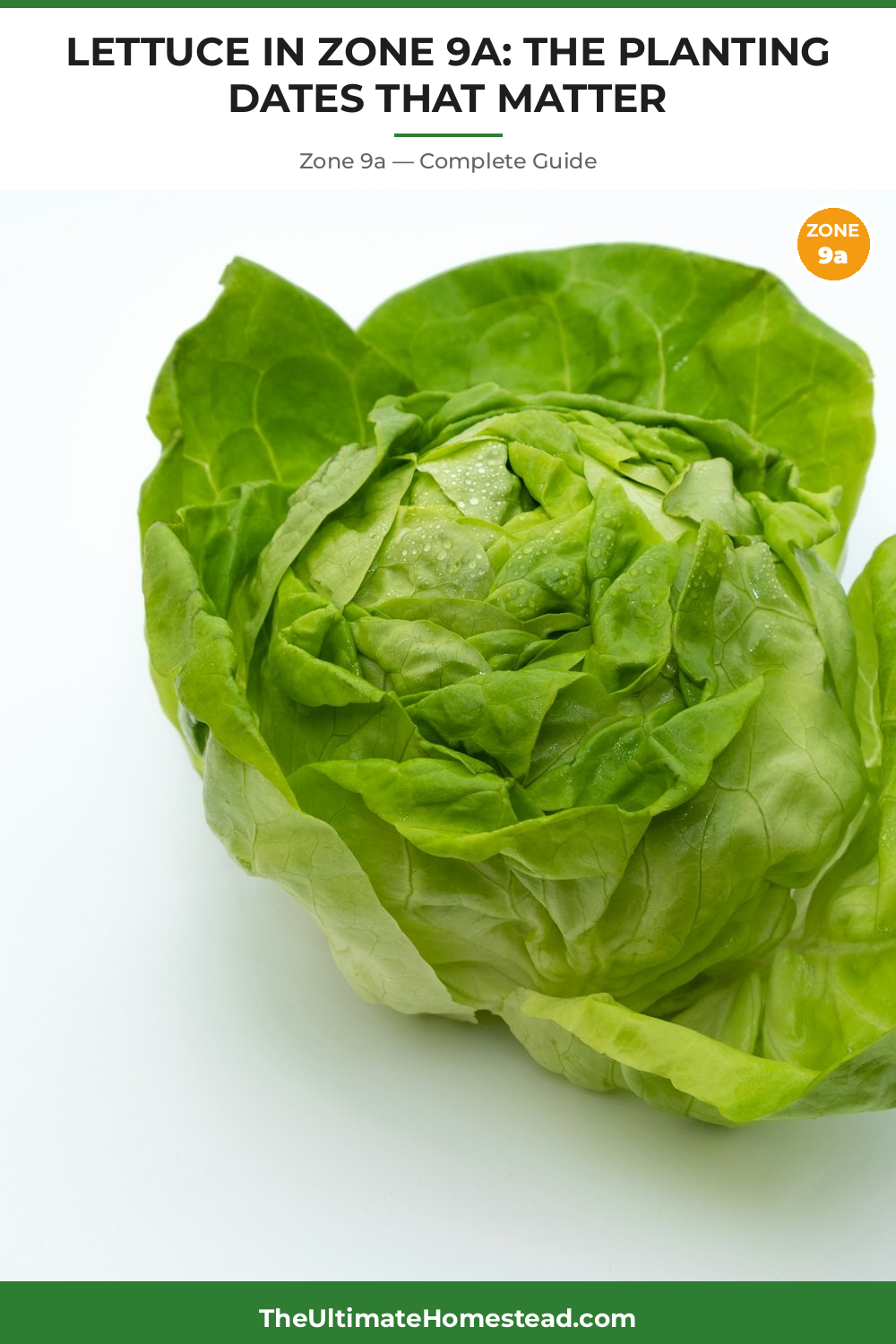 When to Plant Lettuce in Zone 9a