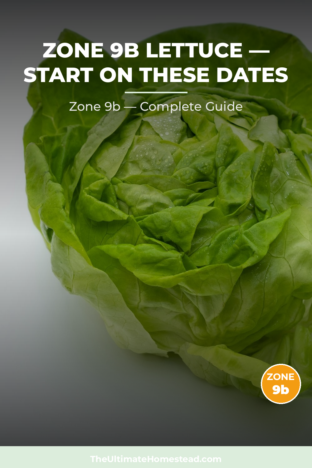 When to Plant Lettuce in Zone 9b