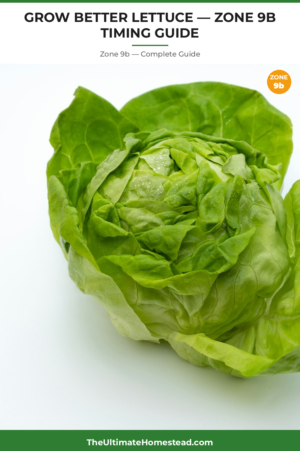 When to Plant Lettuce in Zone 9b