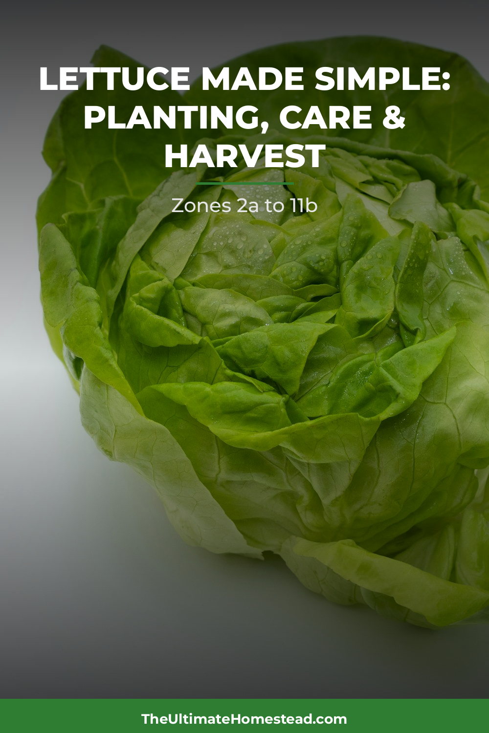 Lettuce Planting Guide