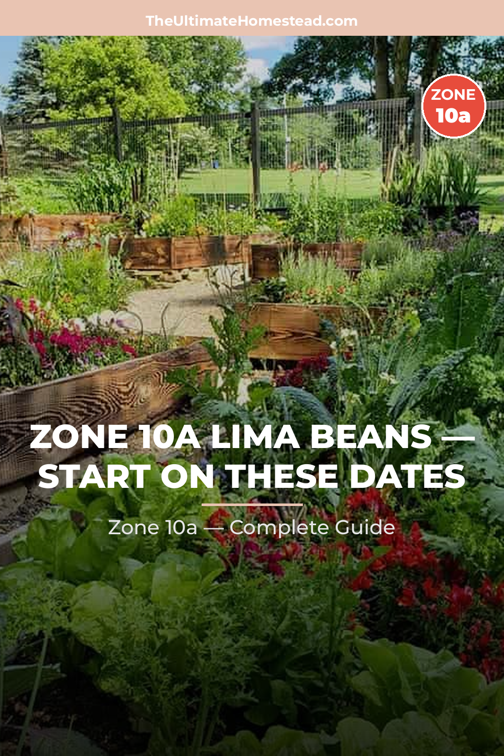 When to Plant Lima Beans in Zone 10a