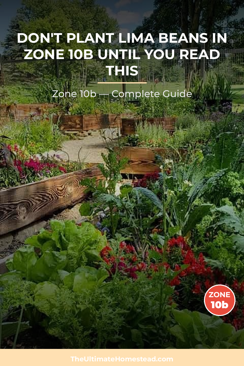 When to Plant Lima Beans in Zone 10b