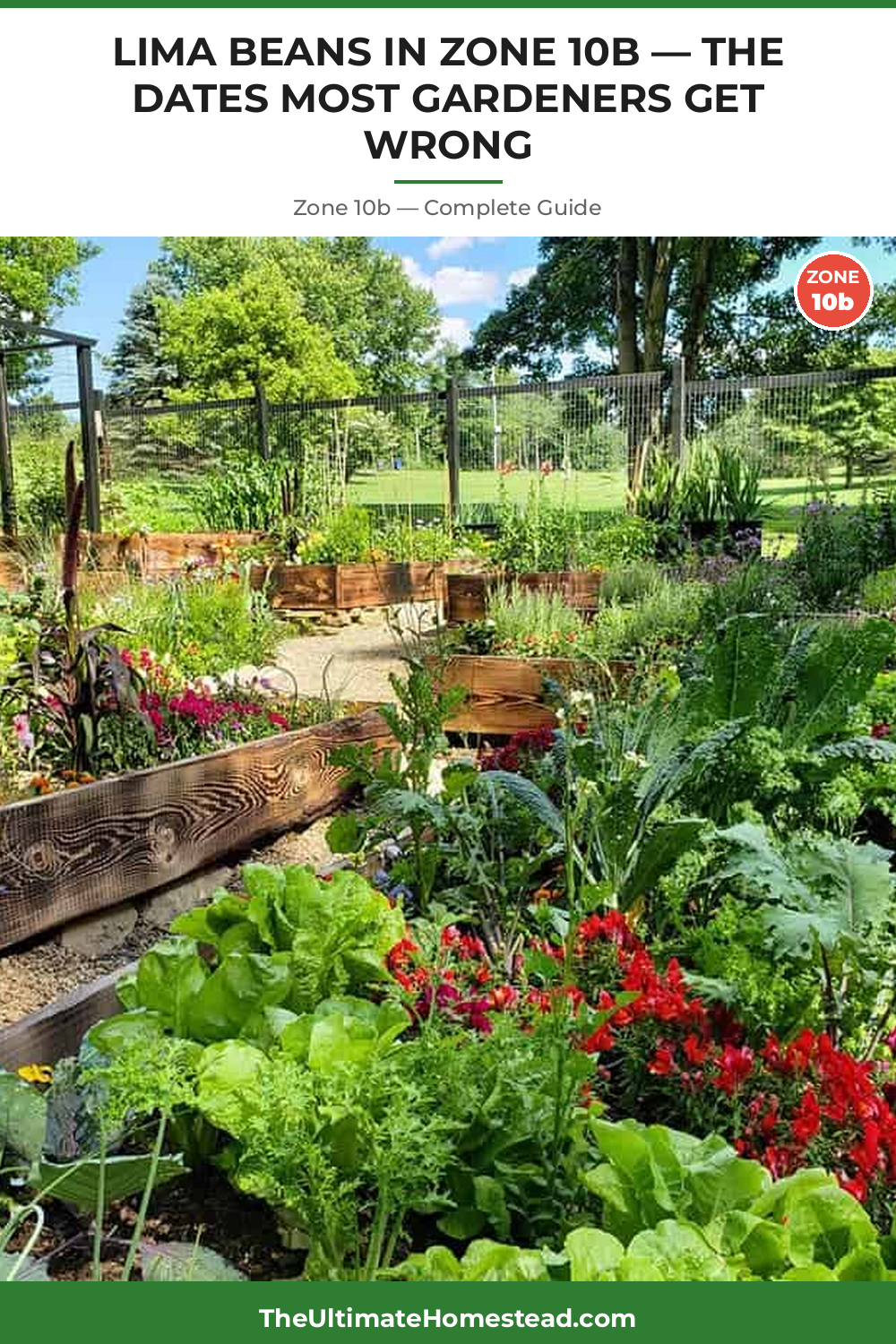 When to Plant Lima Beans in Zone 10b