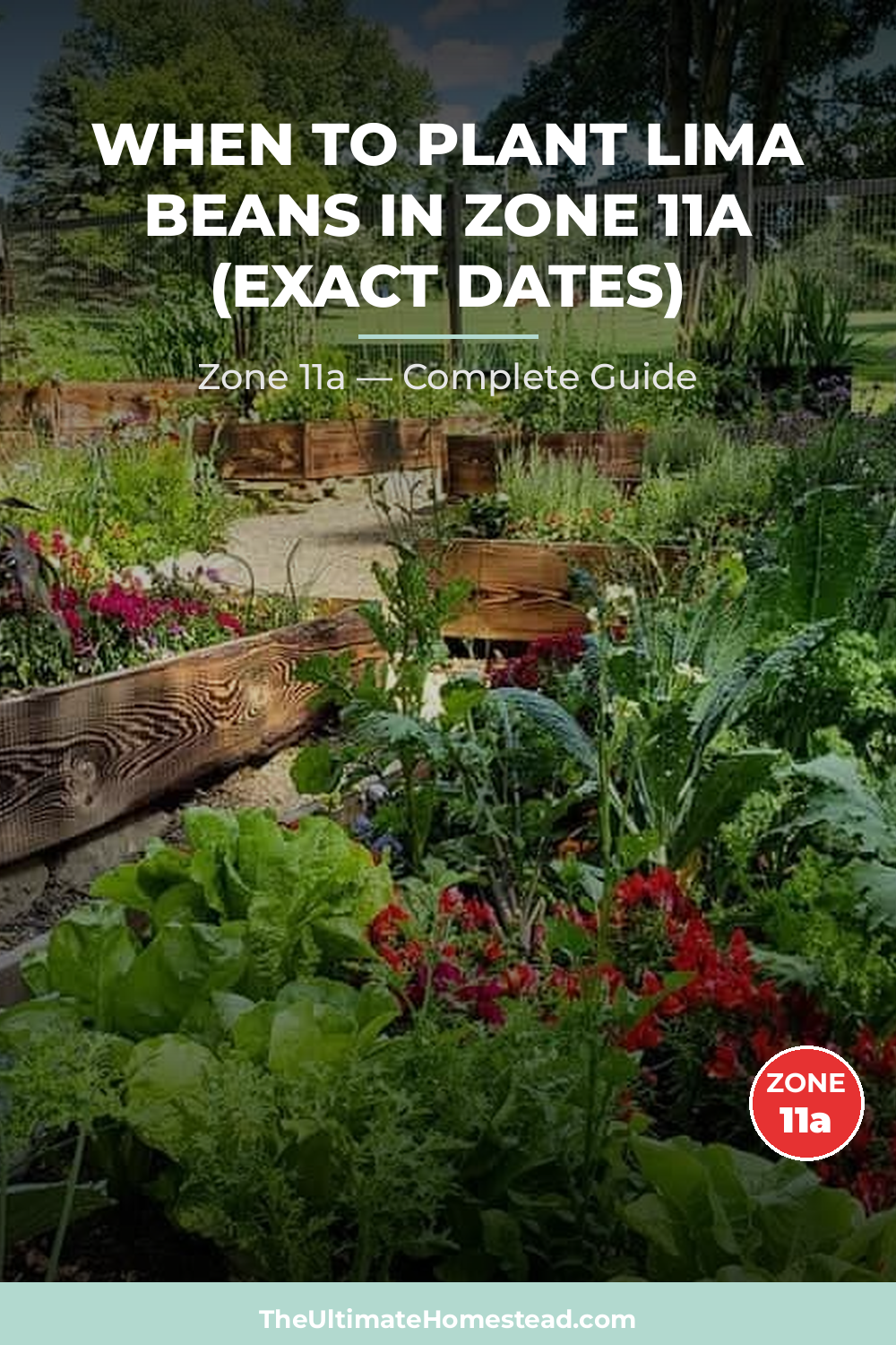 When to Plant Lima Beans in Zone 11a