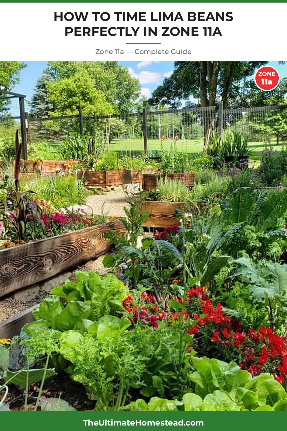 When to Plant Lima Beans in Zone 11a