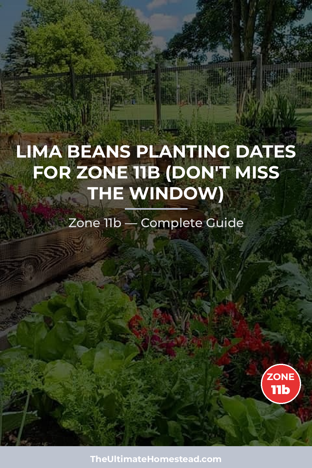 When to Plant Lima Beans in Zone 11b