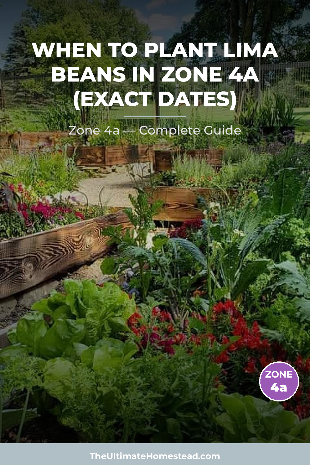 When to Plant Lima Beans in Zone 4a