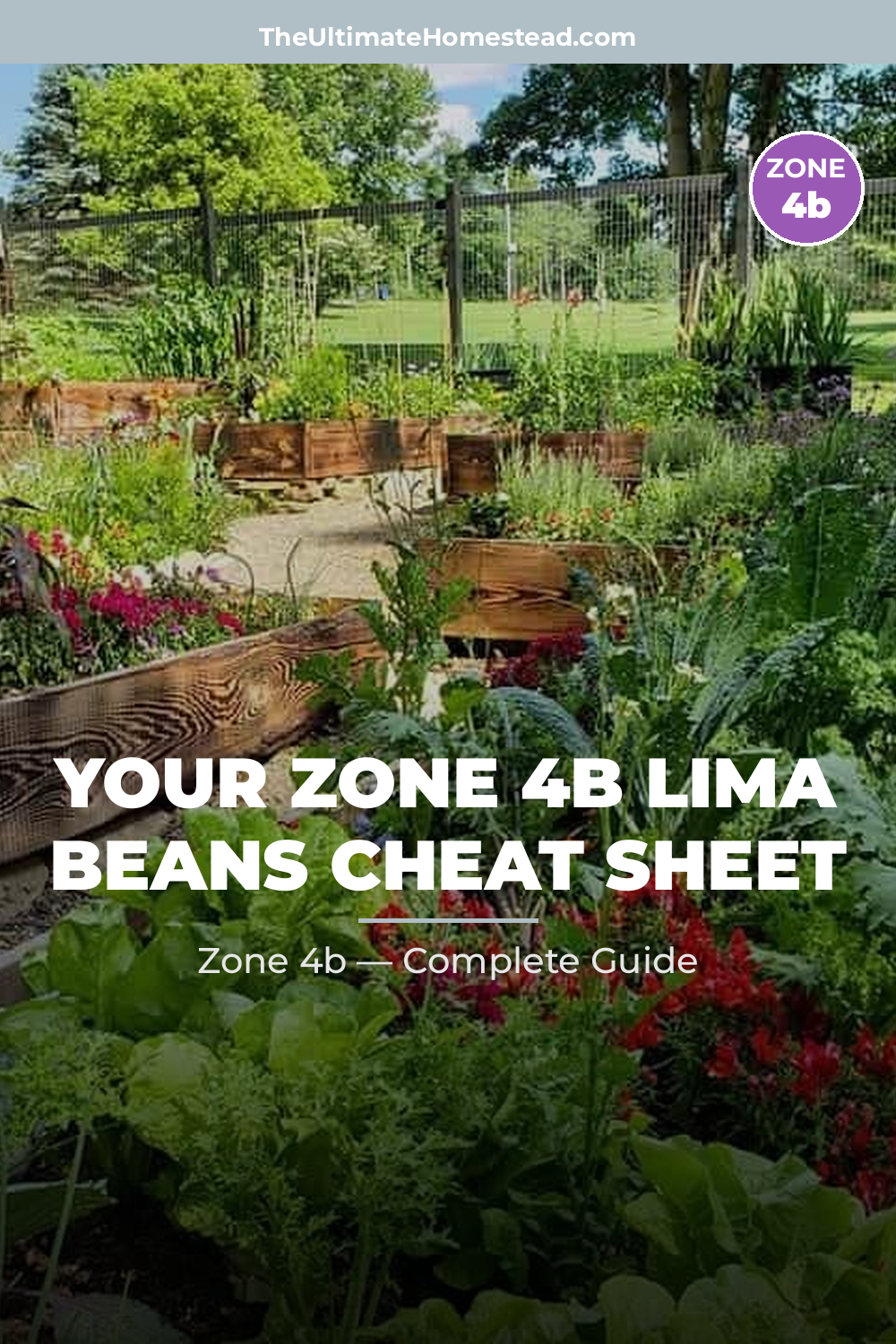 When to Plant Lima Beans in Zone 4b