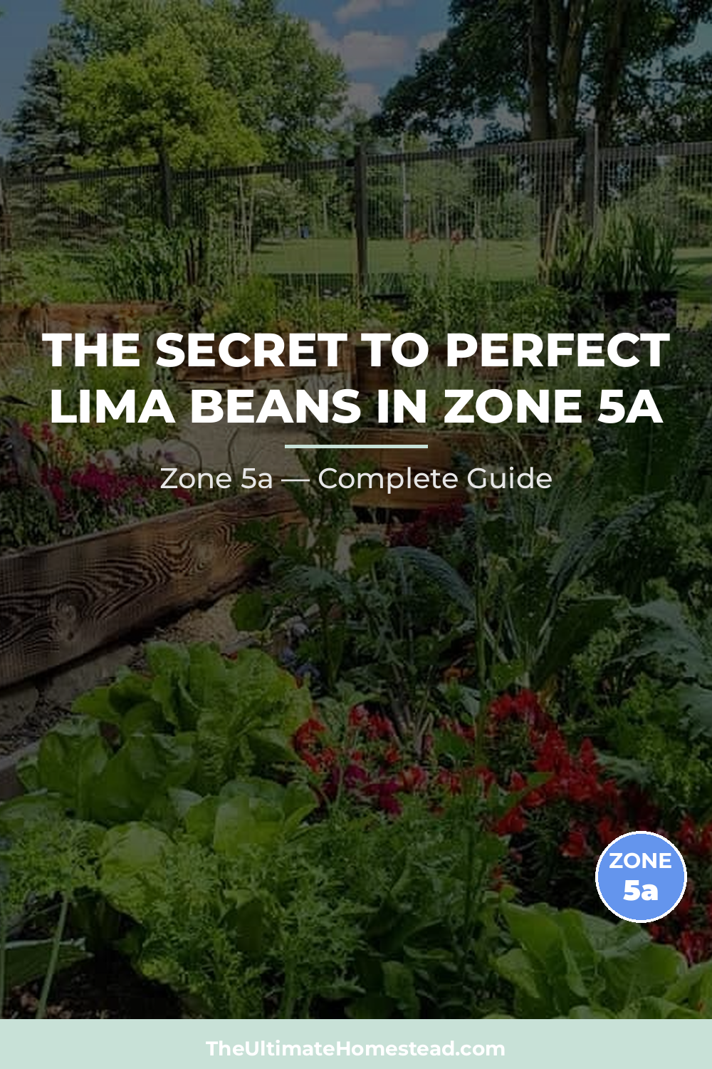 When to Plant Lima Beans in Zone 5a