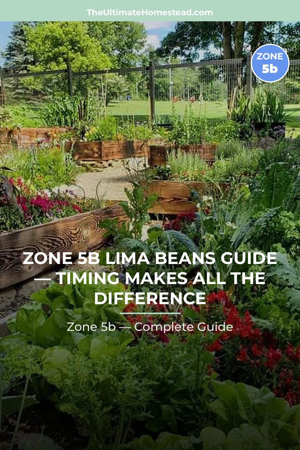 When to Plant Lima Beans in Zone 5b