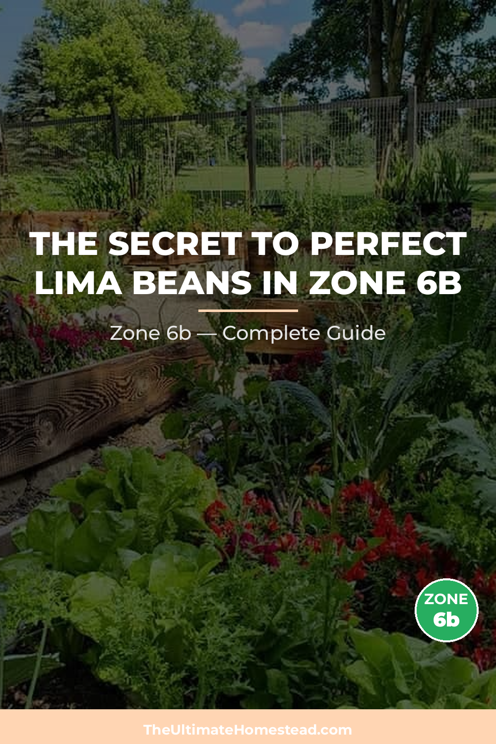 When to Plant Lima Beans in Zone 6b