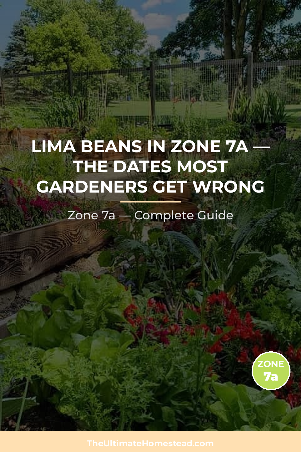 When to Plant Lima Beans in Zone 7a