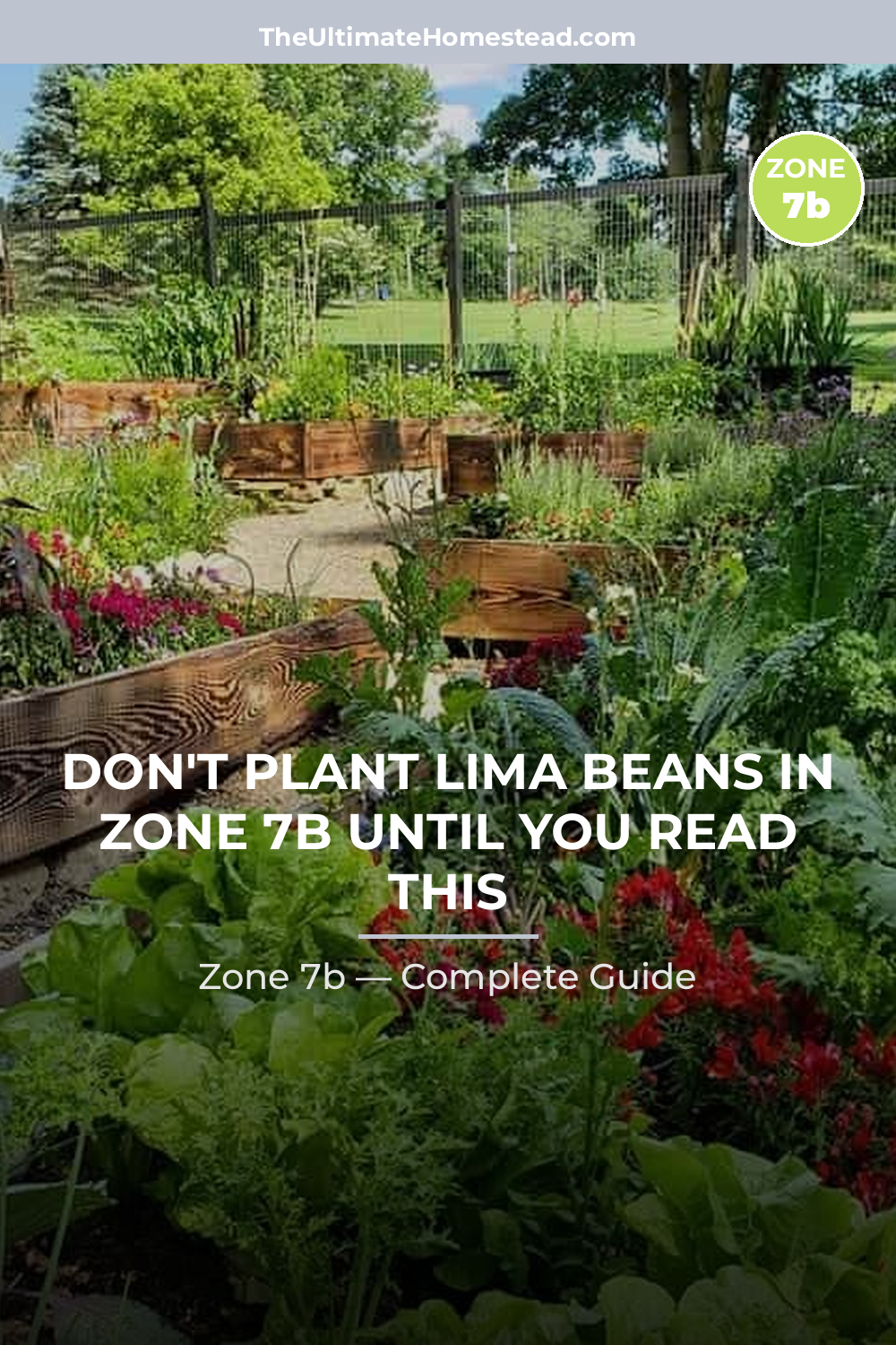 When to Plant Lima Beans in Zone 7b