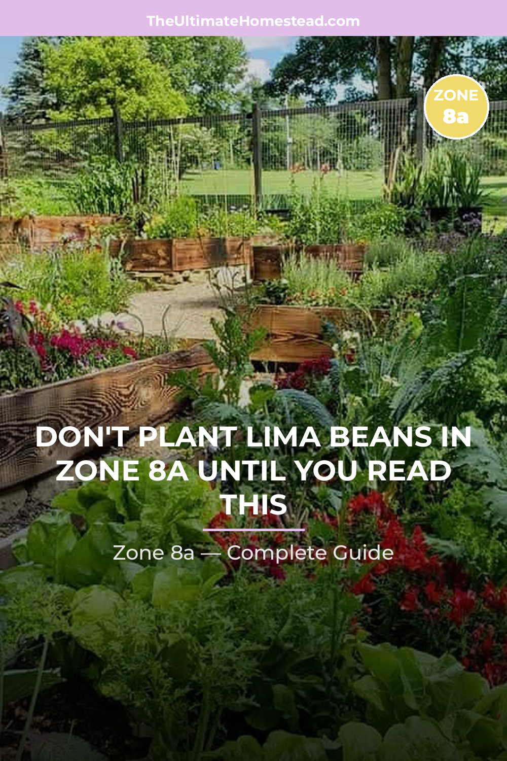 When to Plant Lima Beans in Zone 8a