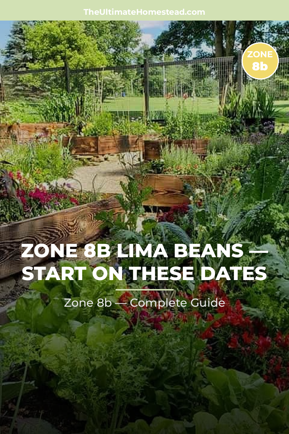 When to Plant Lima Beans in Zone 8b