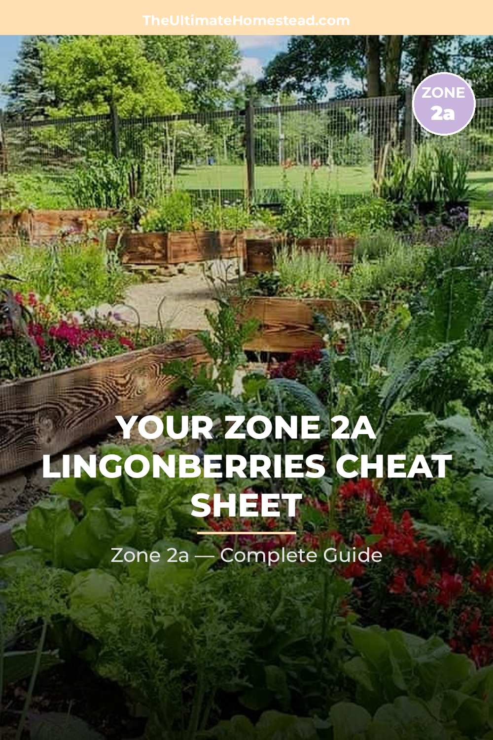 When to Plant Lingonberries in Zone 2a