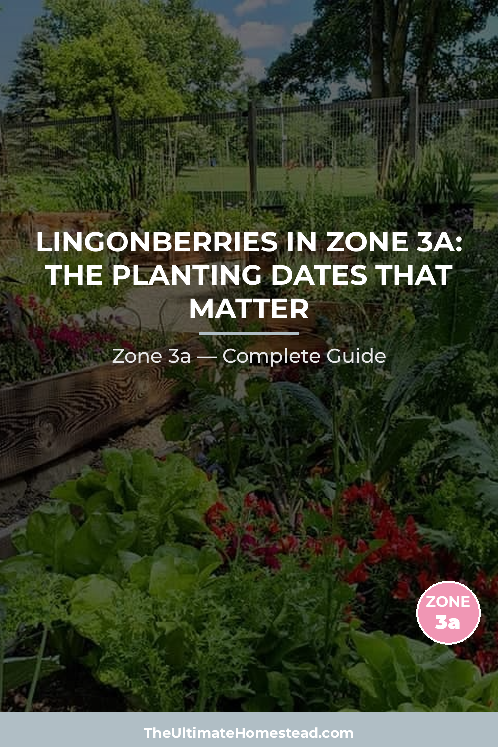 When to Plant Lingonberries in Zone 3a