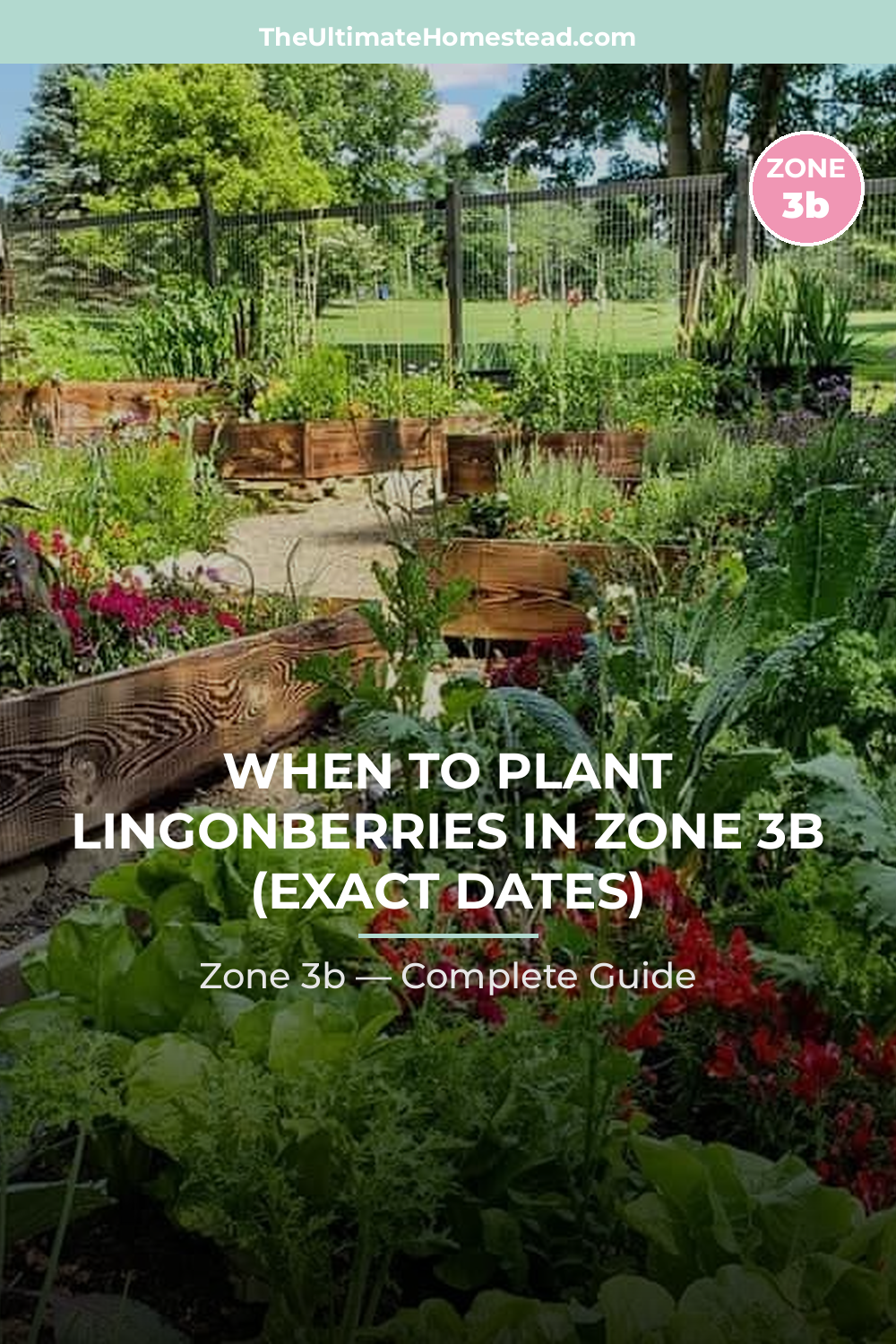 When to Plant Lingonberries in Zone 3b