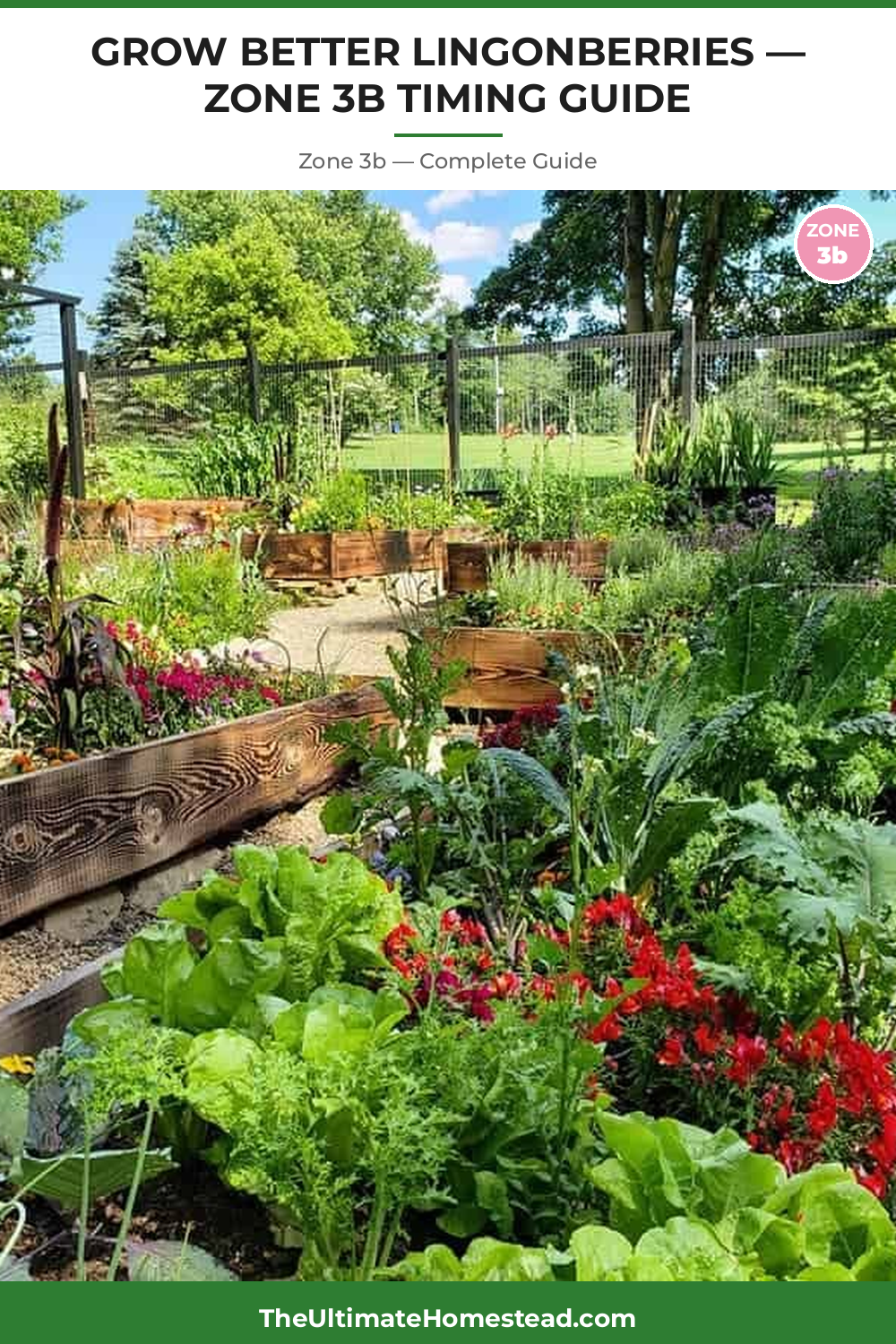 When to Plant Lingonberries in Zone 3b