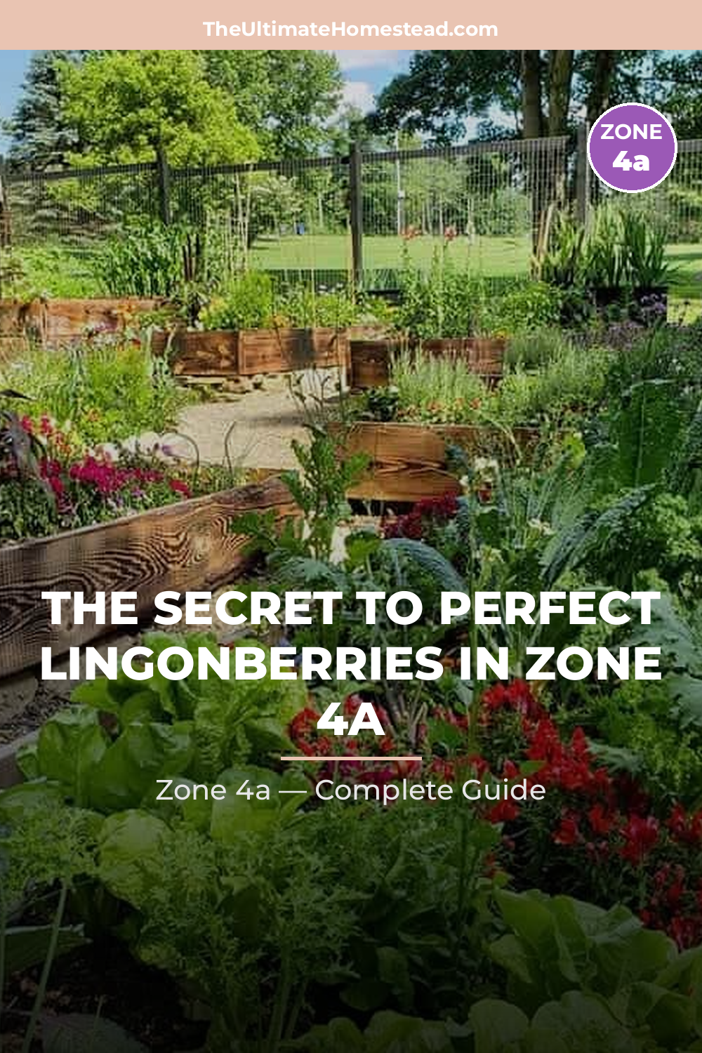 When to Plant Lingonberries in Zone 4a