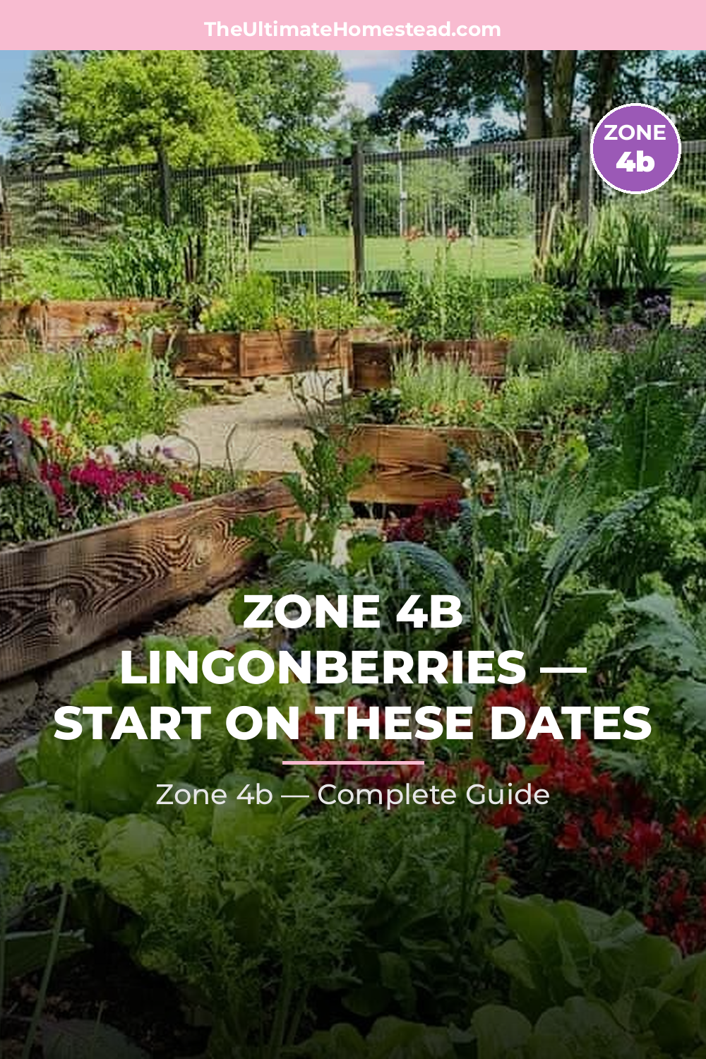 When to Plant Lingonberries in Zone 4b