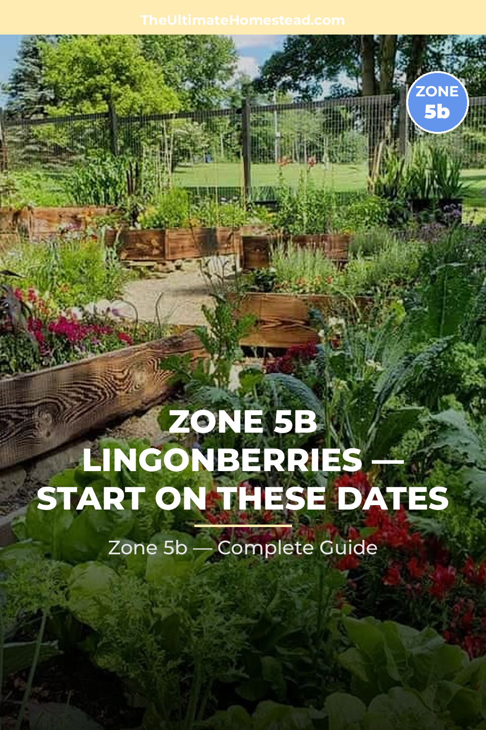 When to Plant Lingonberries in Zone 5b
