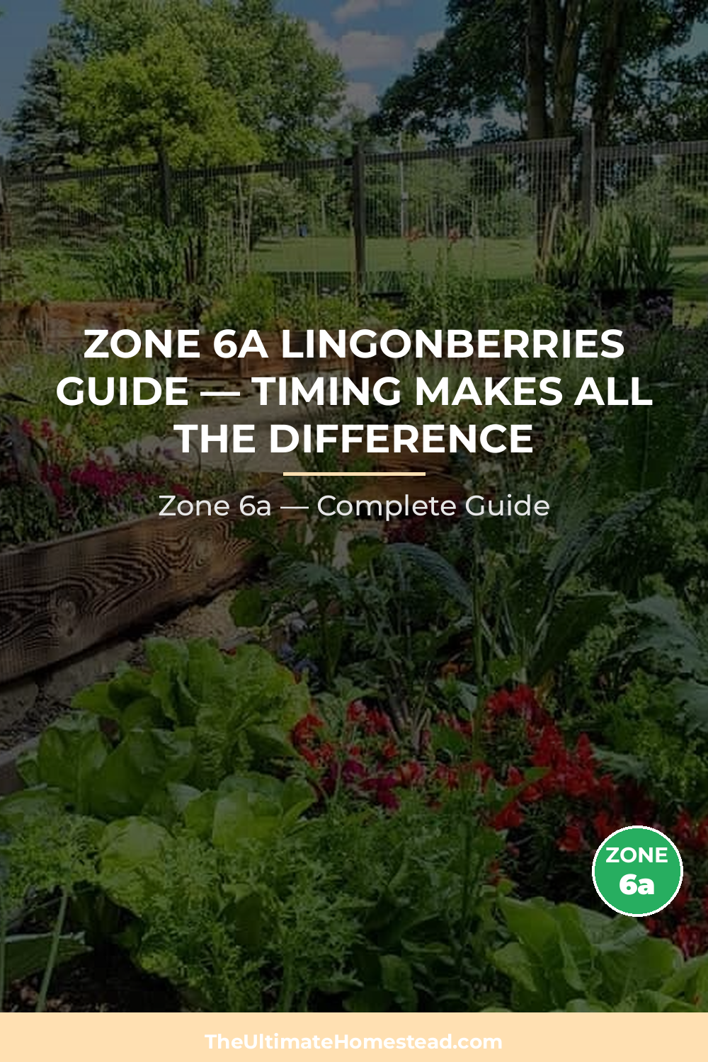 When to Plant Lingonberries in Zone 6a