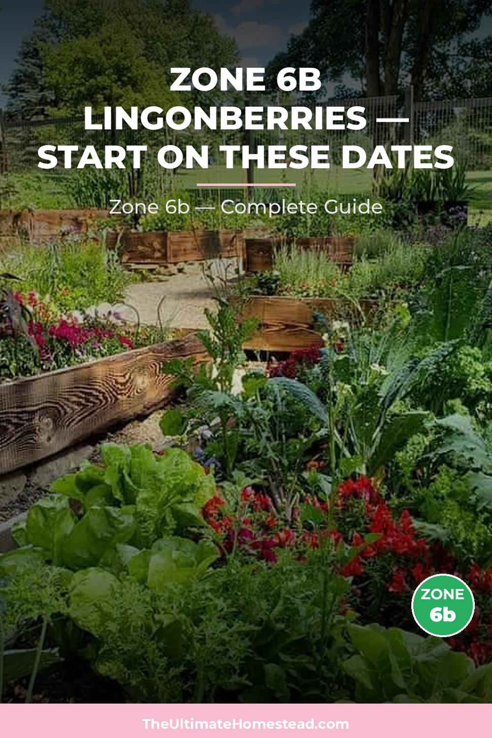 When to Plant Lingonberries in Zone 6b