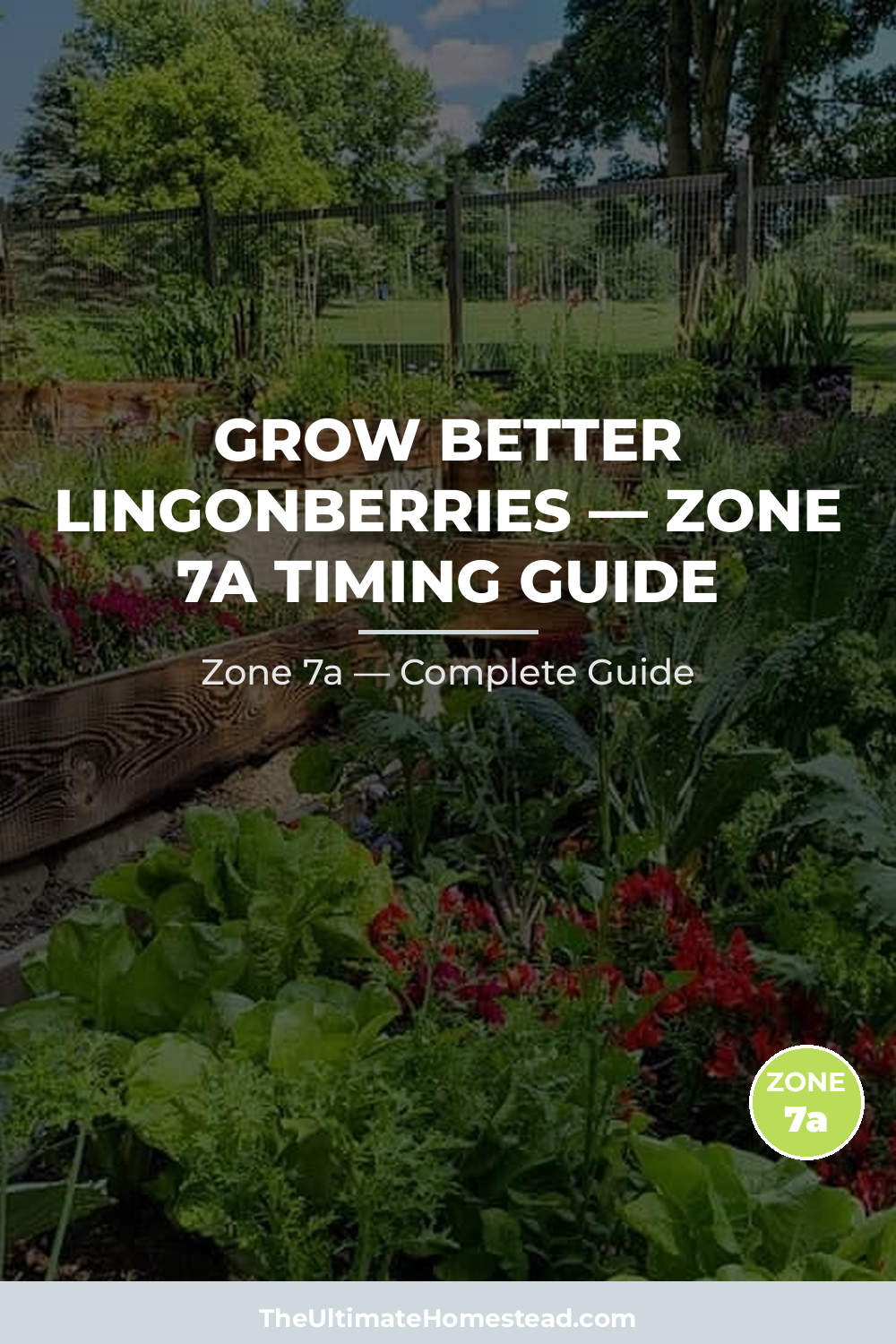 When to Plant Lingonberries in Zone 7a