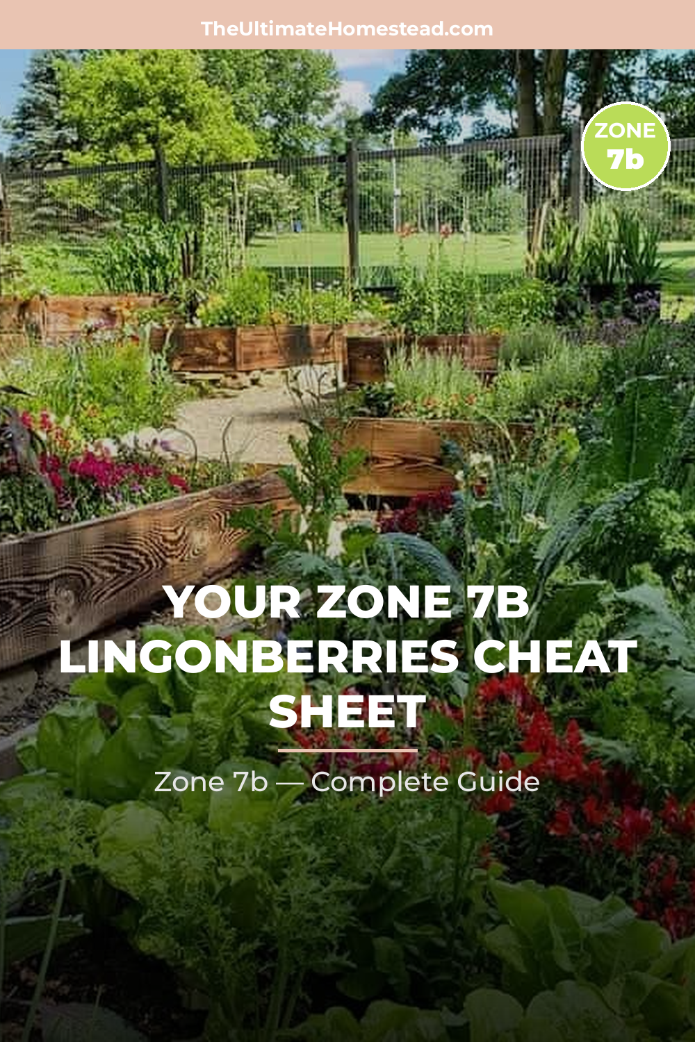 When to Plant Lingonberries in Zone 7b