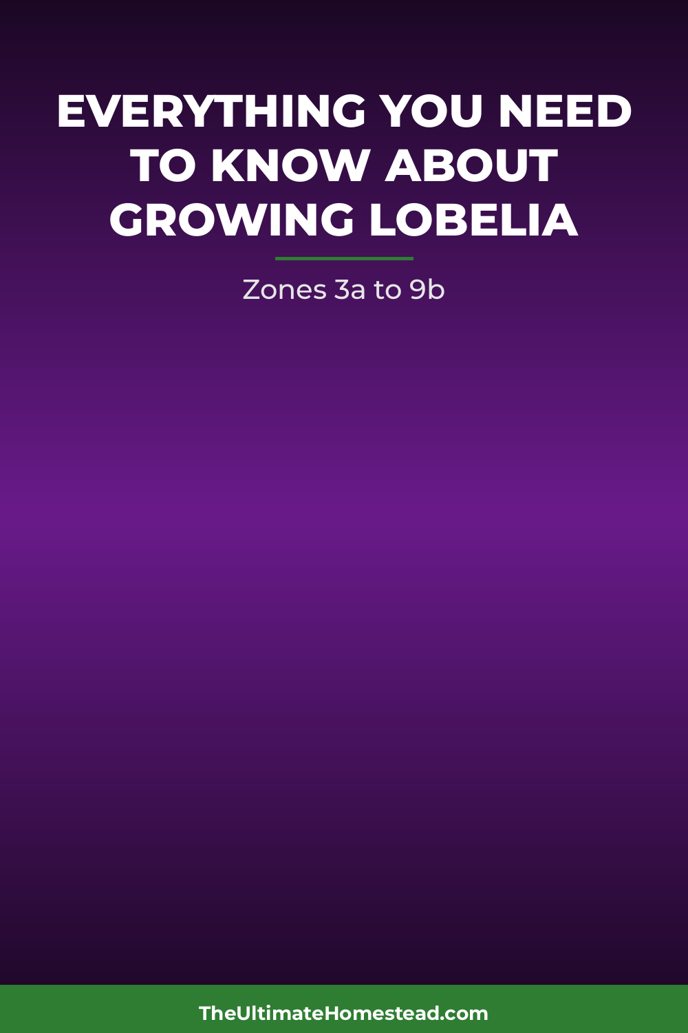 Lobelia Planting Guide