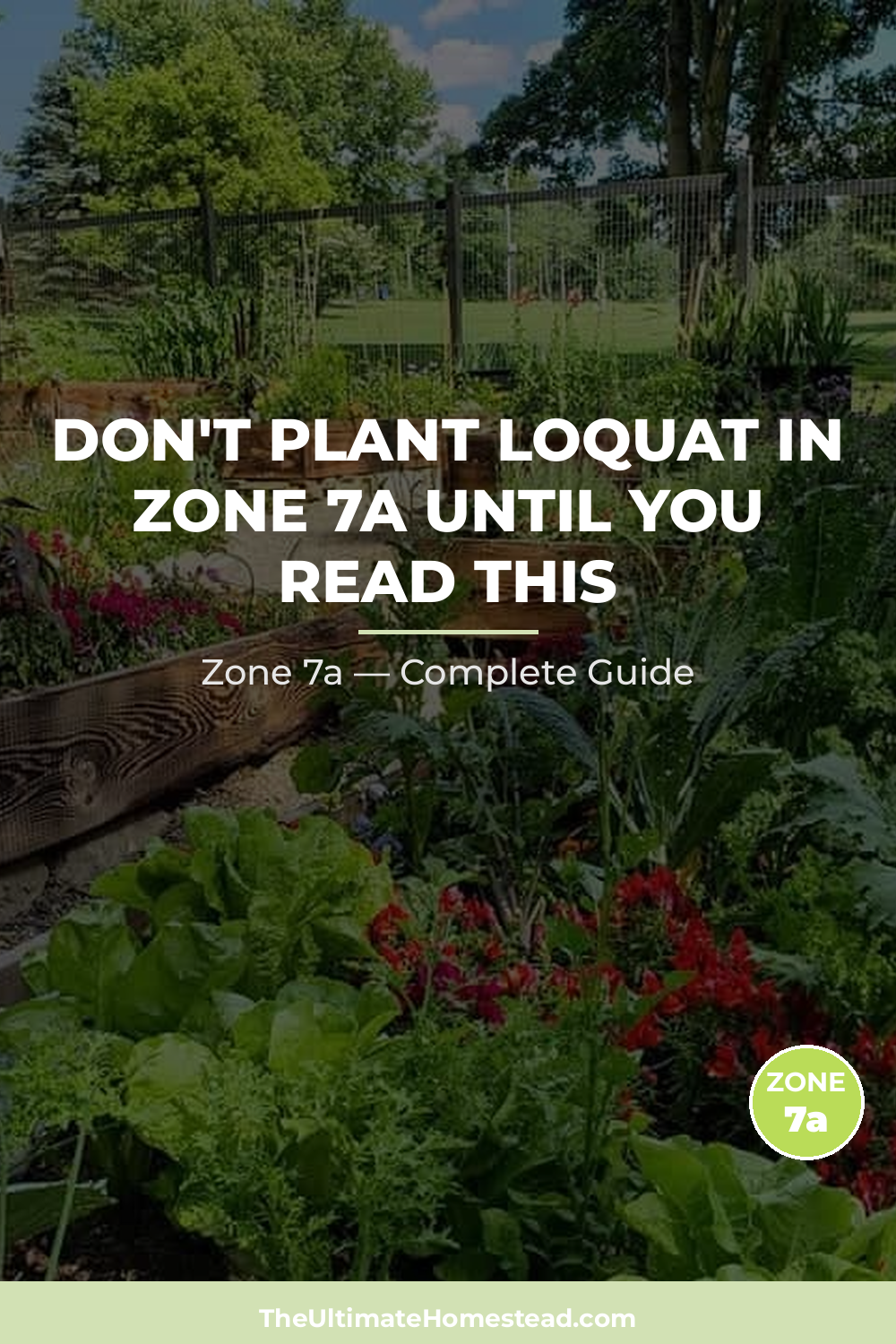 When to Plant Loquat in Zone 7a