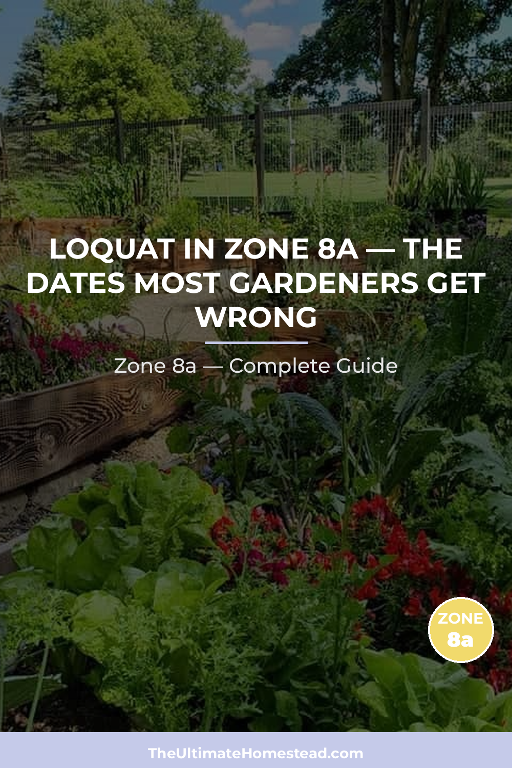 When to Plant Loquat in Zone 8a