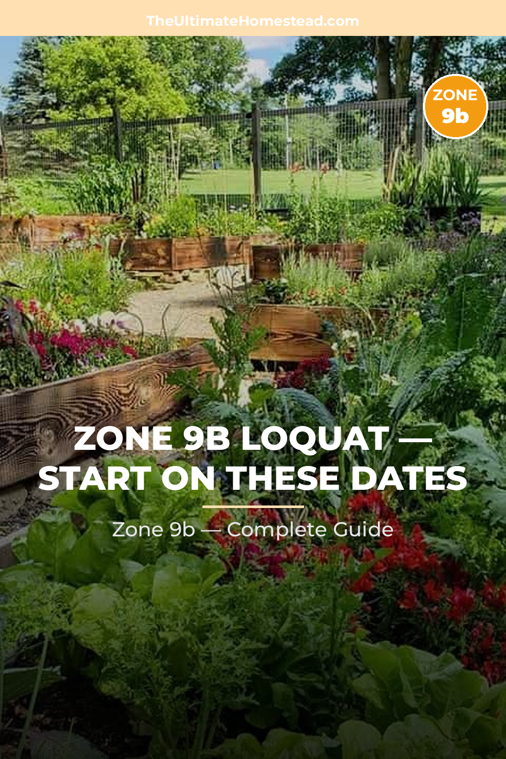 When to Plant Loquat in Zone 9b