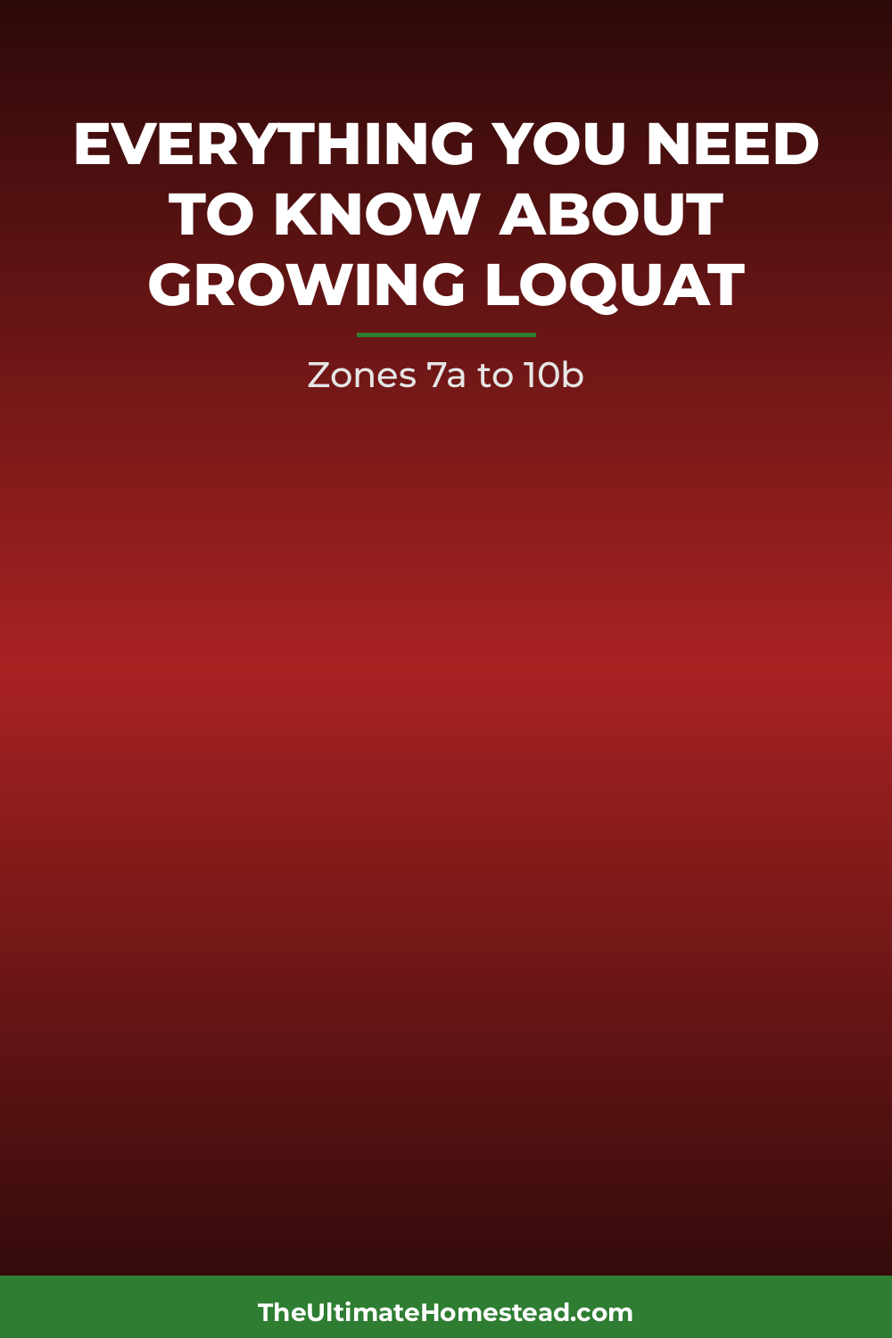 Loquat Planting Guide