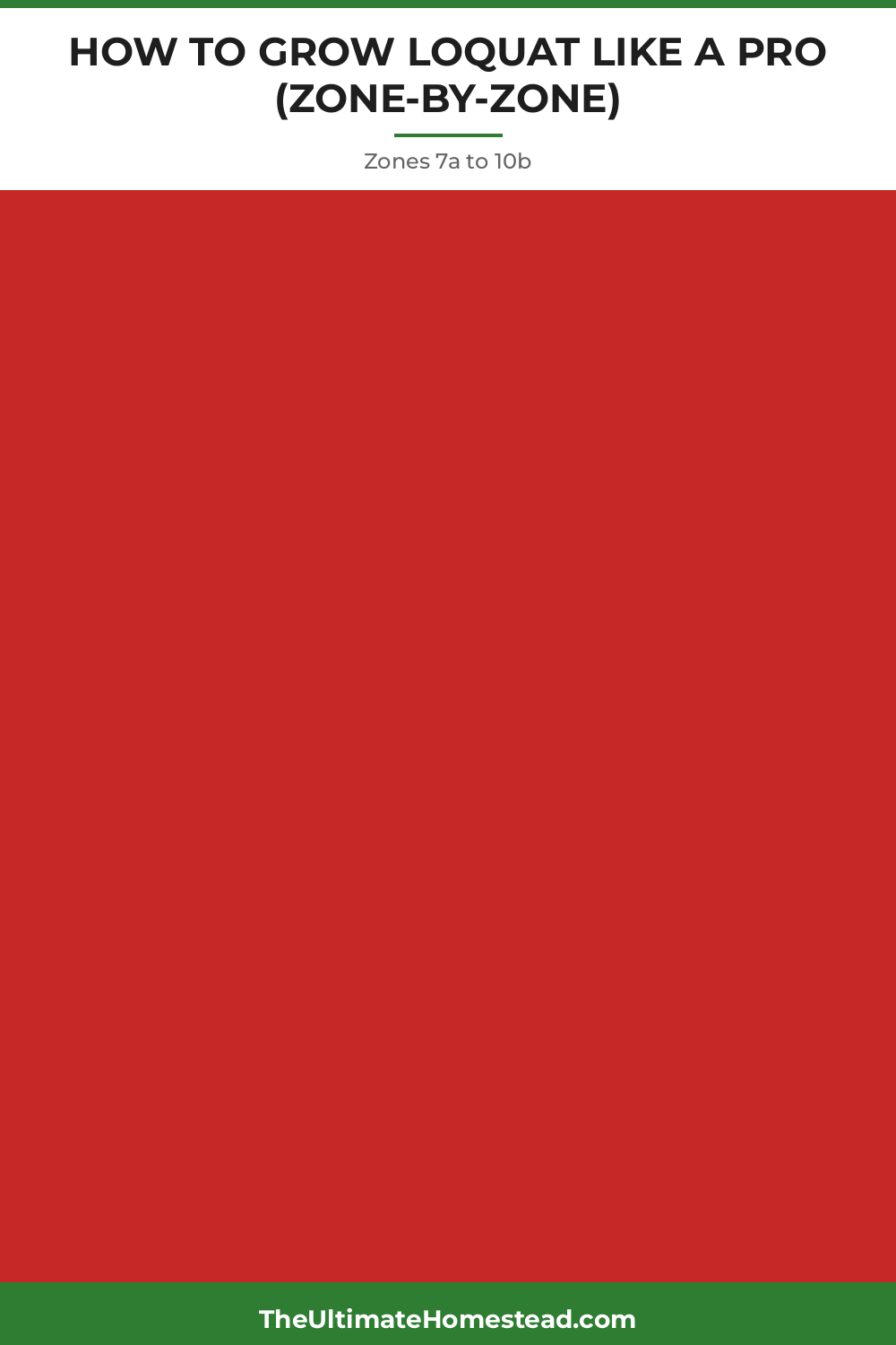 Loquat Planting Guide