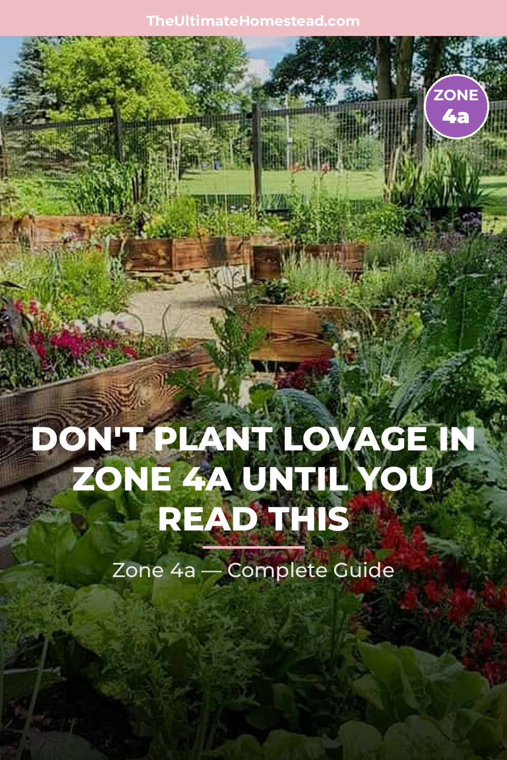 When to Plant Lovage in Zone 4a