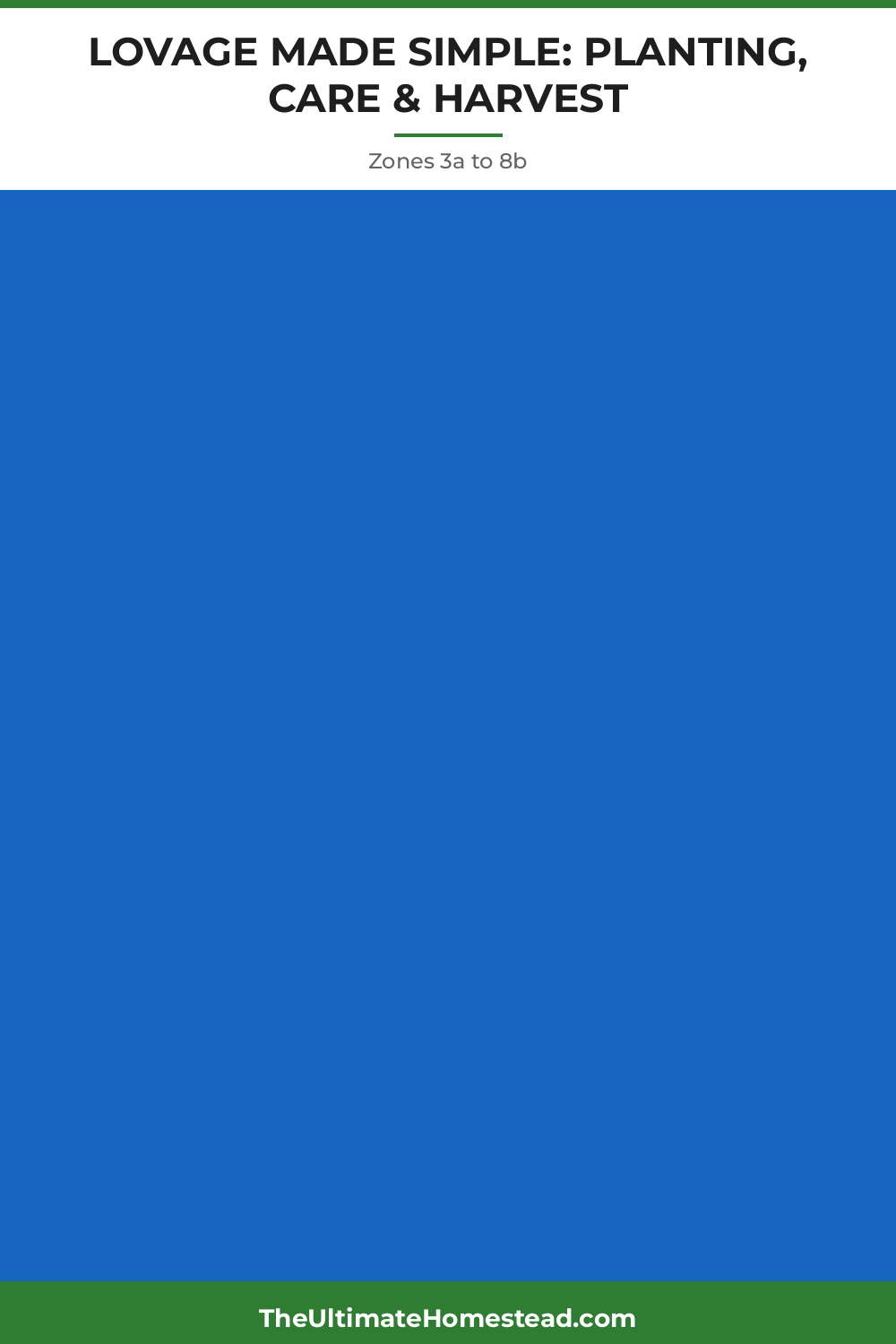 Lovage Planting Guide
