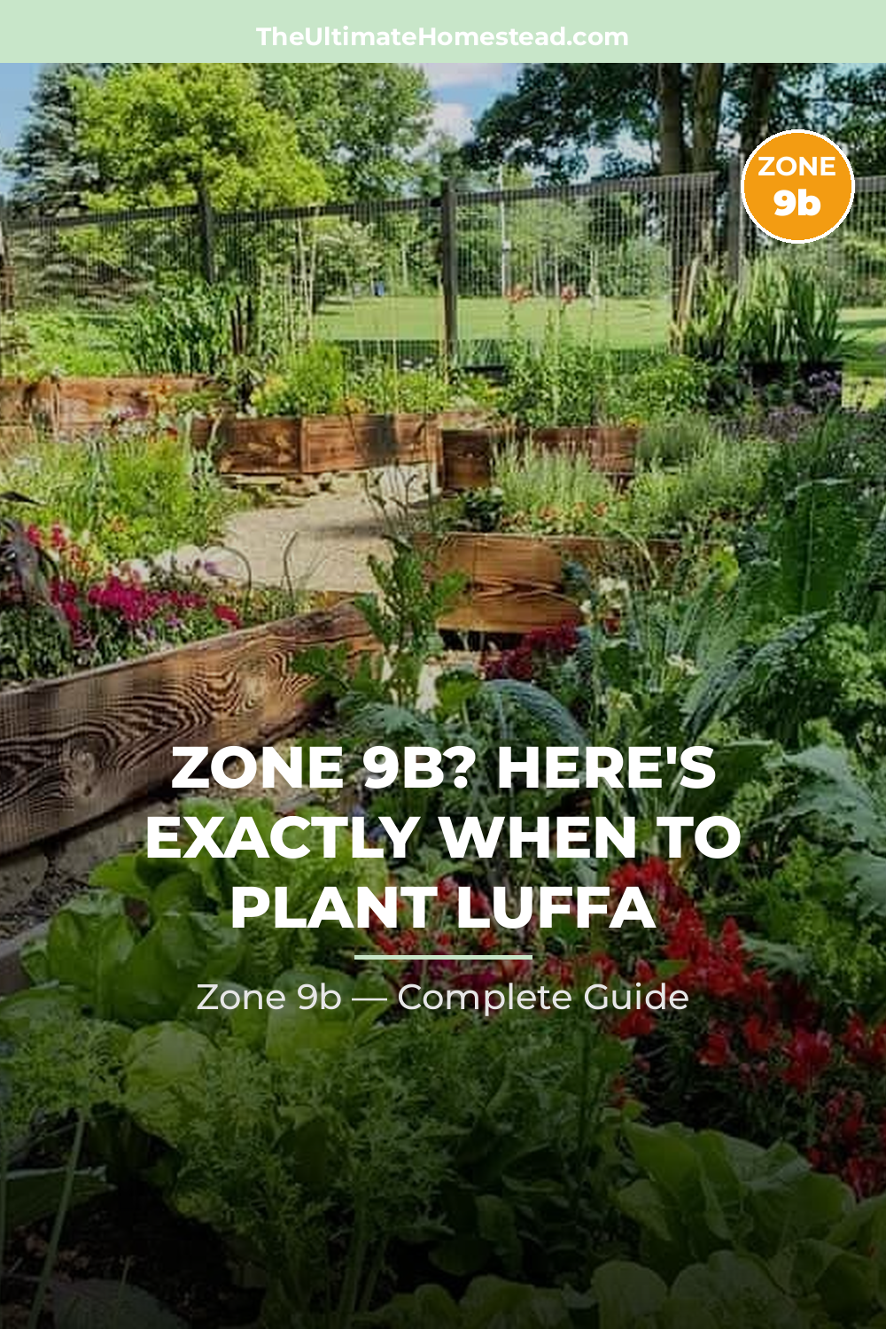 When to Plant Luffa in Zone 9b