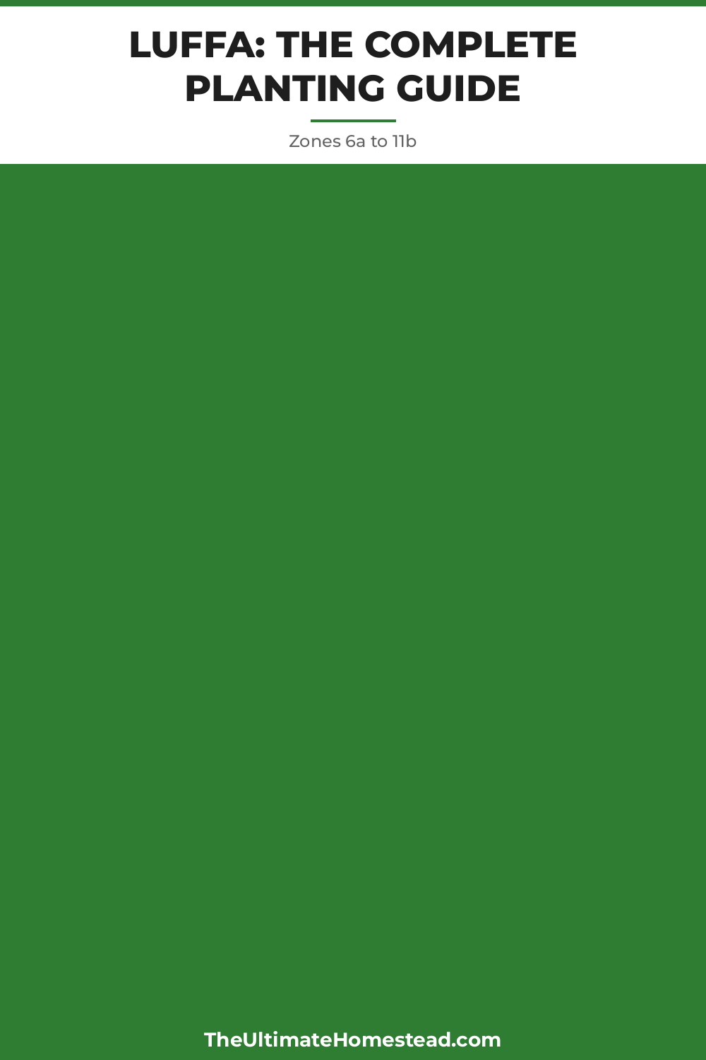 Luffa Planting Guide