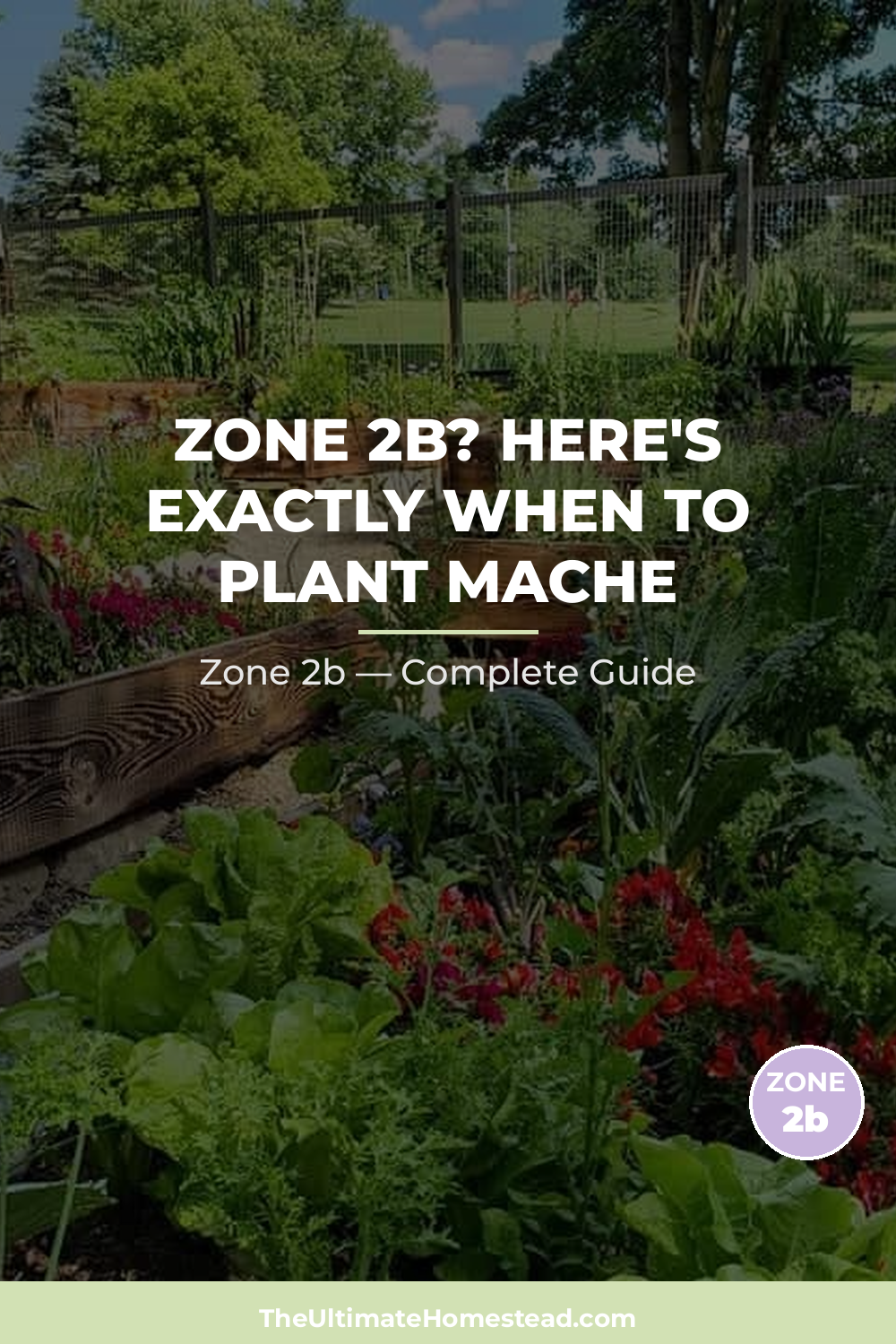 When to Plant Mache in Zone 2b