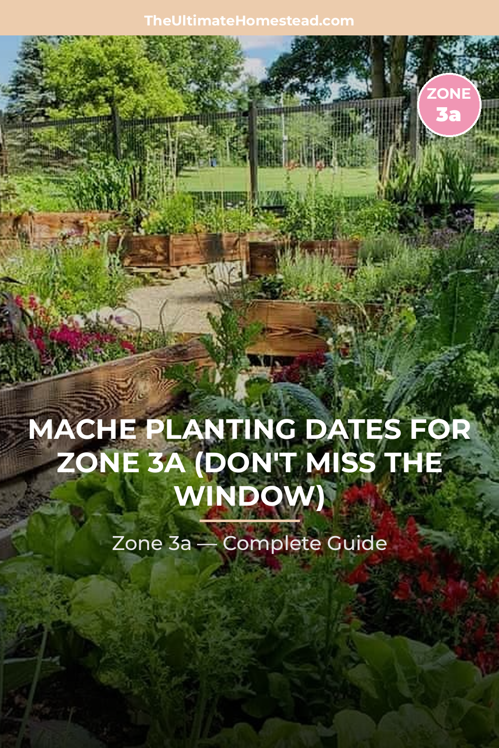 When to Plant Mache in Zone 3a