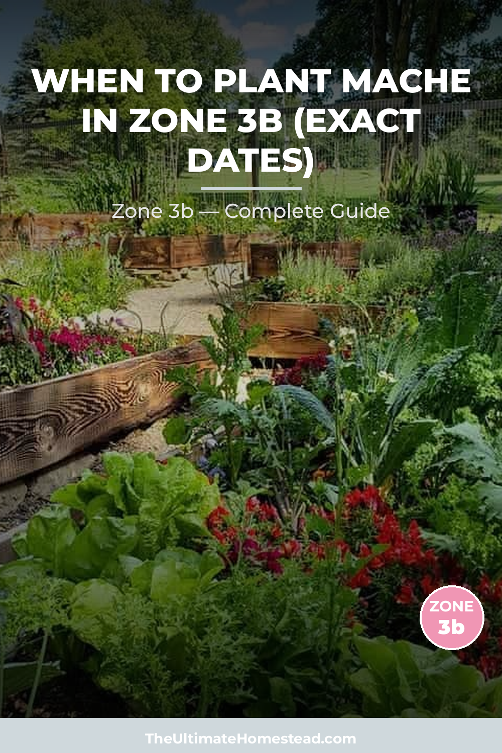 When to Plant Mache in Zone 3b