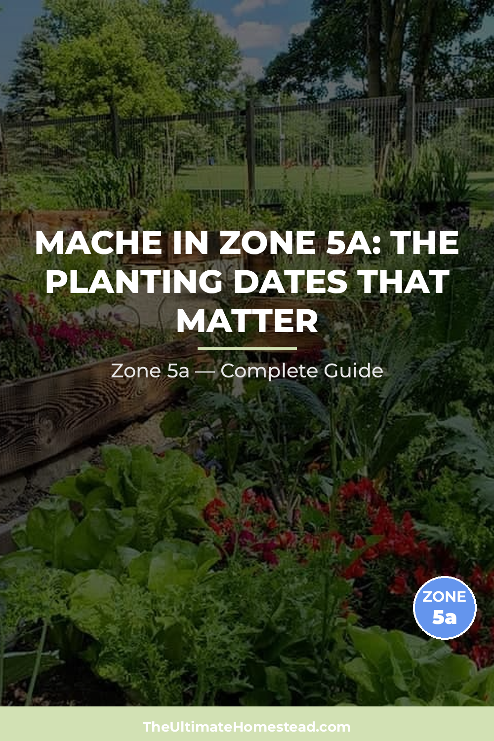 When to Plant Mache in Zone 5a