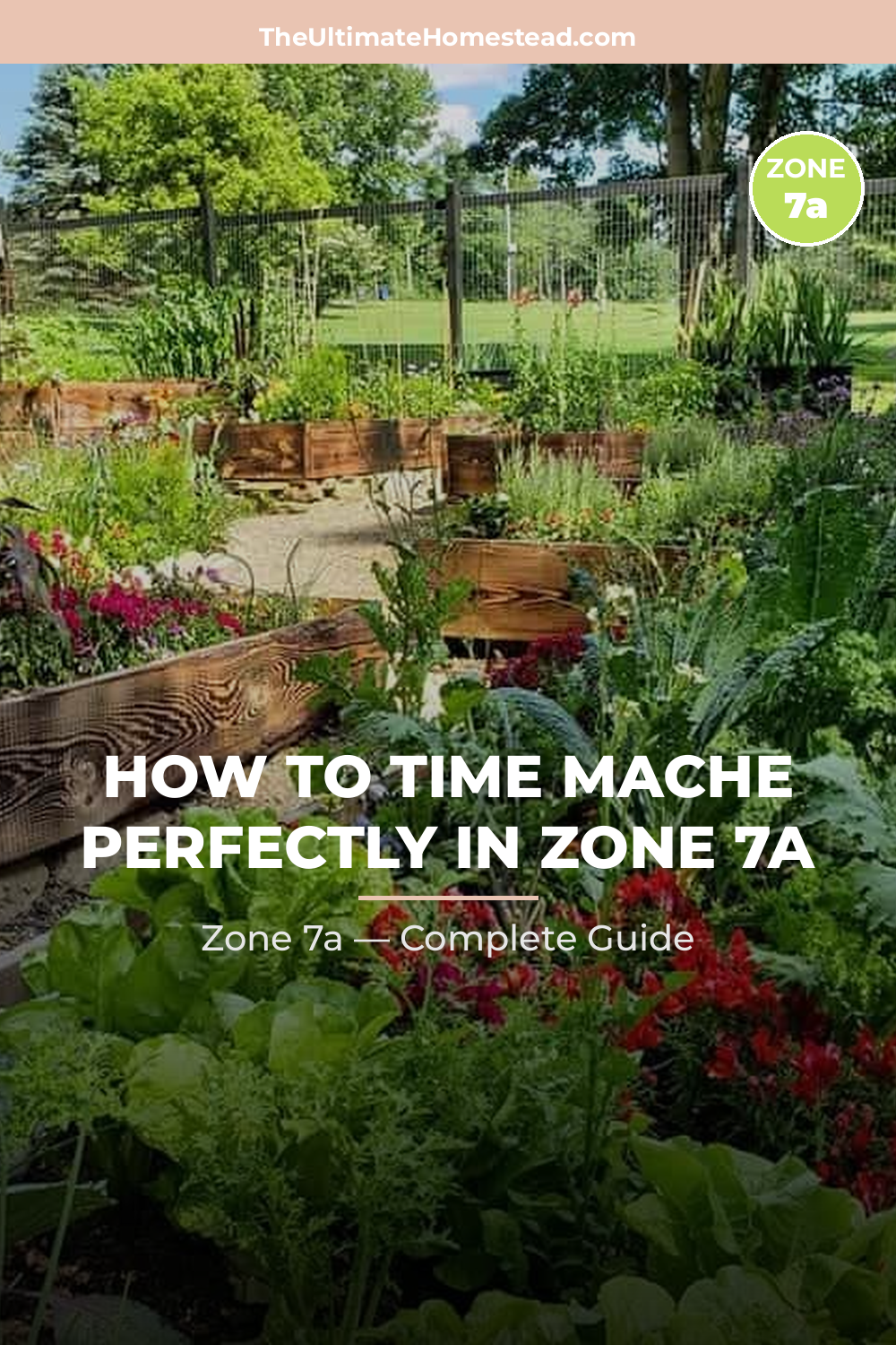 When to Plant Mache in Zone 7a